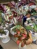 Succulent/plant/cactus/fig sale