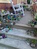 Succulent/plant/cactus sale