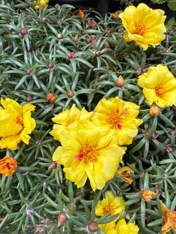 Spring Plants