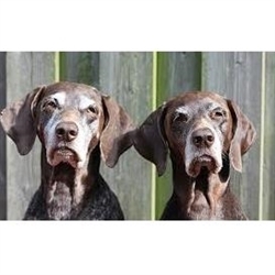 2 Old Dogs logo