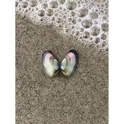 She Sells Seashells Estate Services logo