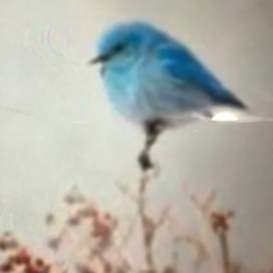 Bluebird Estate Sales logo