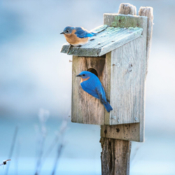 Early Bird Estate Sales logo
